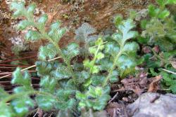 Asplenium subglandulosum. Mature 1‑pinnate-pinnatifid fronds covered in long white hairs.
 Image: L.R. Perrie © Te Papa CC BY-NC 3.0 NZ